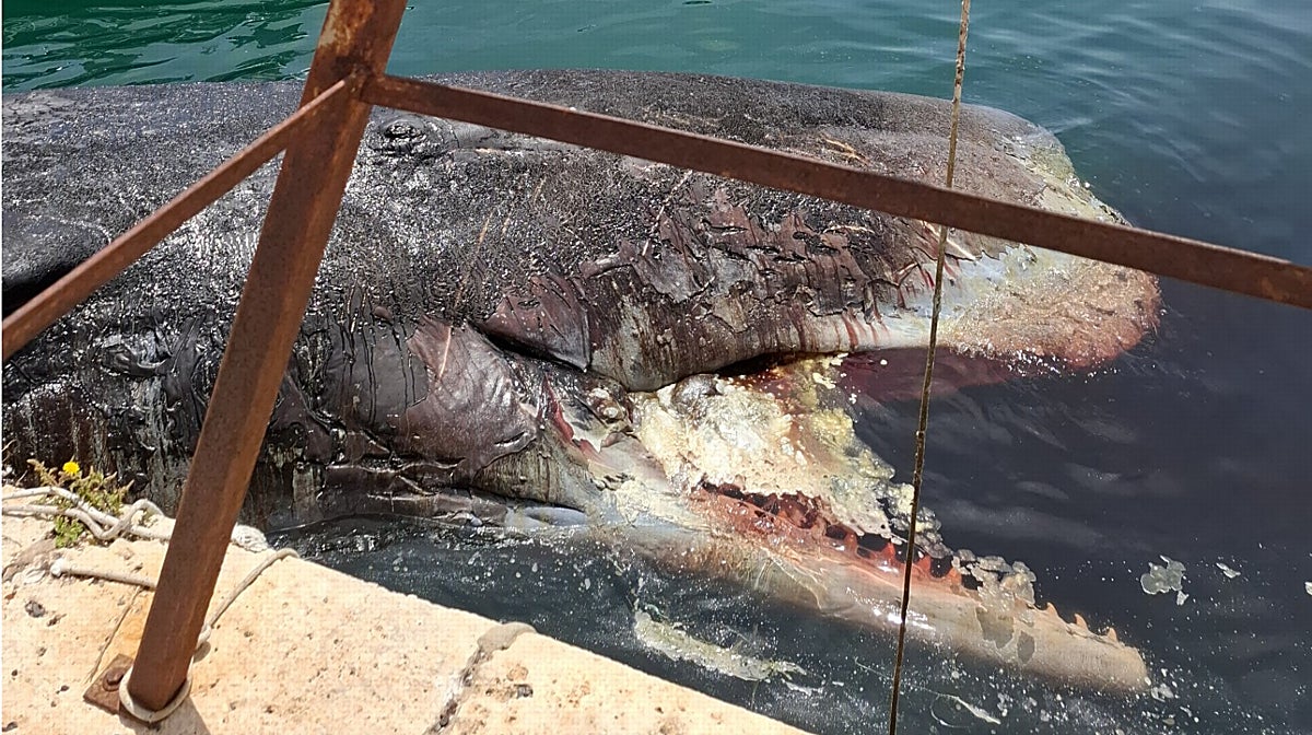 El ejemplar de cachalote muerto en aguas situadas junto a la isla de Tabarca (Alicante), este domingo