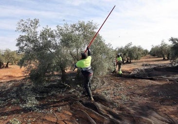 El sector olivarero exige un fondo europeo específico en la futura PAC