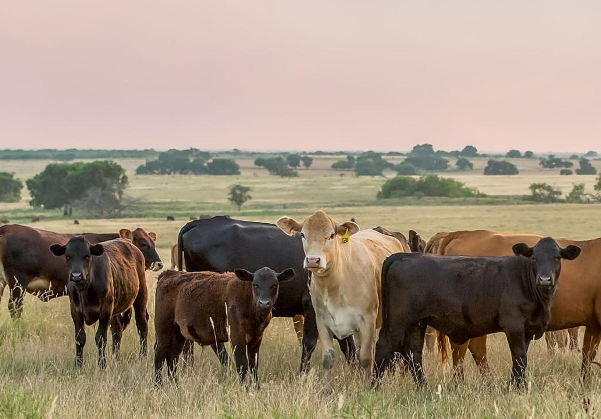 Cabaña bovina con crotales e identificación clásicos