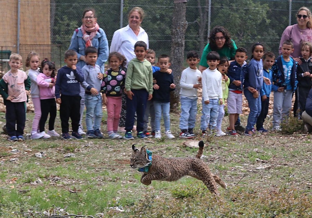 Suelta del lince Venadillo en la localidad palentina de Astudillo