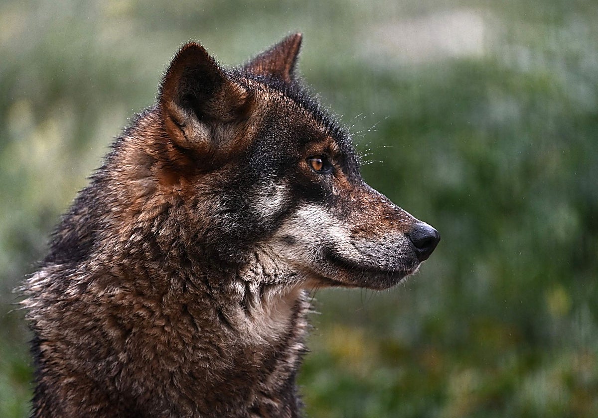 Imagen de archivo de un lobo ibérico