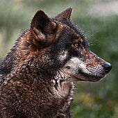 El Consejo de la Unión Europea aprueba rebajar la protección del lobo