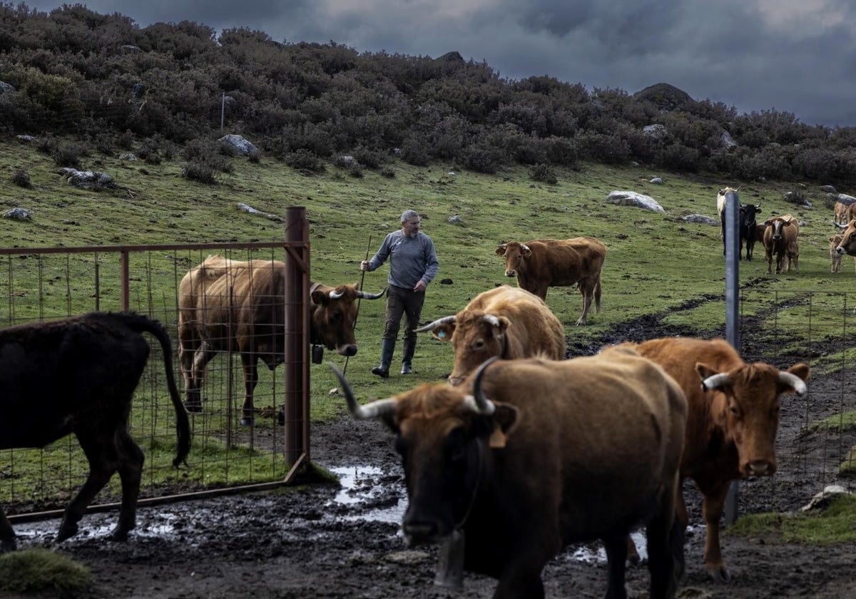 Un ganadero junto a sus reses en Pradorrasmiquedo (Orense), en la frontera con Zamora