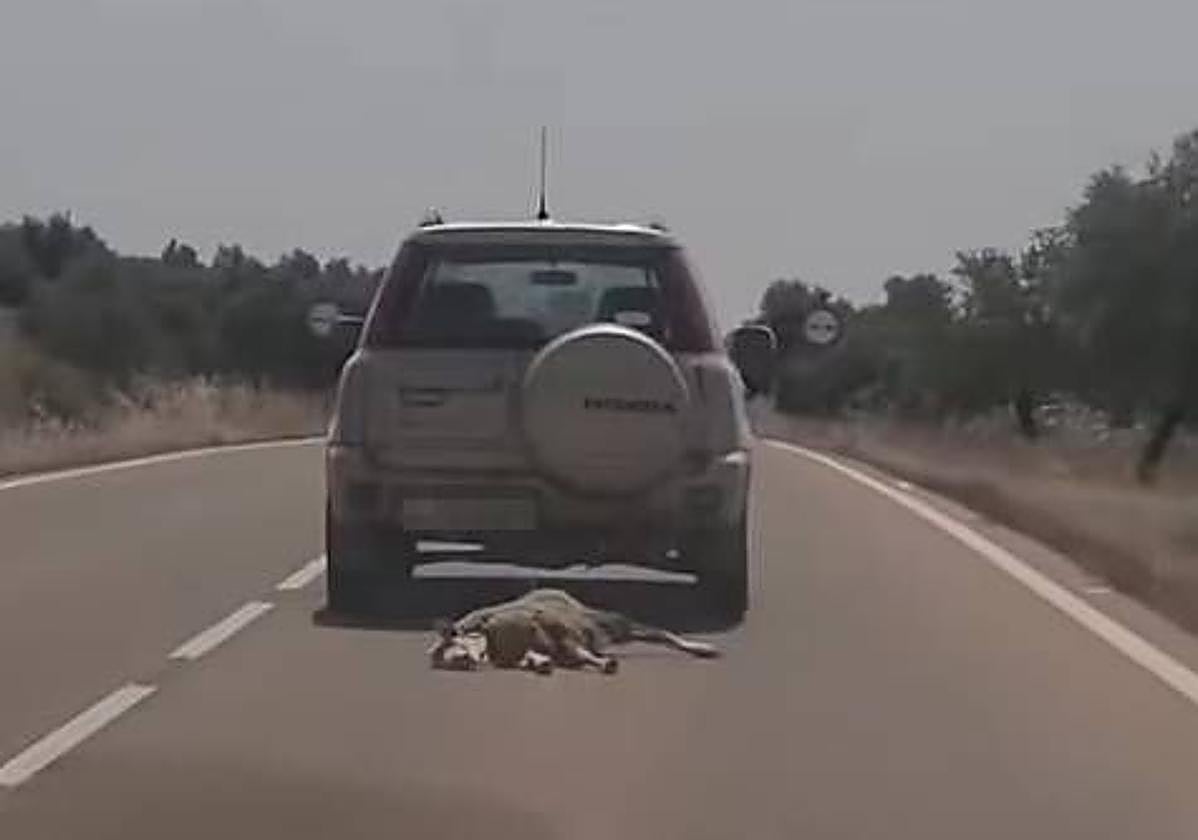 Investigan por posible maltrato animal a un conductor que fue arrastrando varios kilómetros una oveja muerta en su coche
