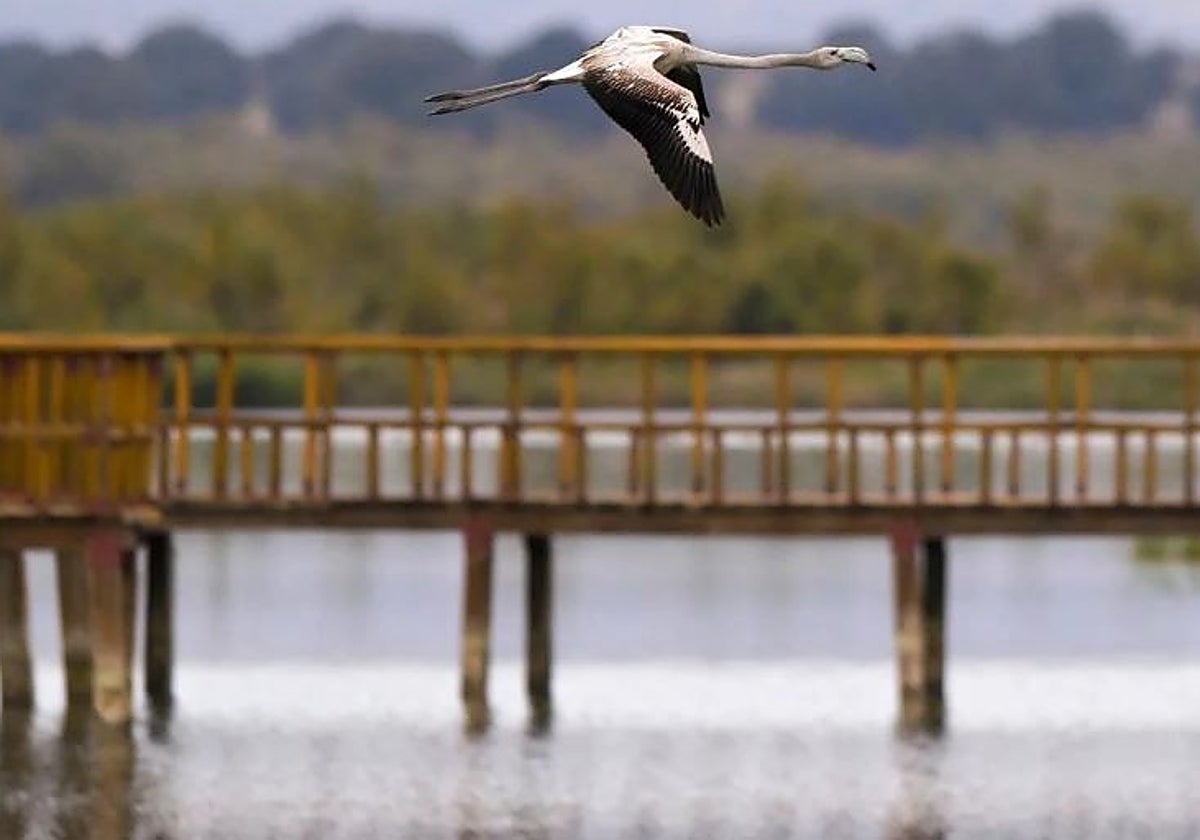 Una de las aves que pueblan el Parque Nacional de las Tablas de Daimiel