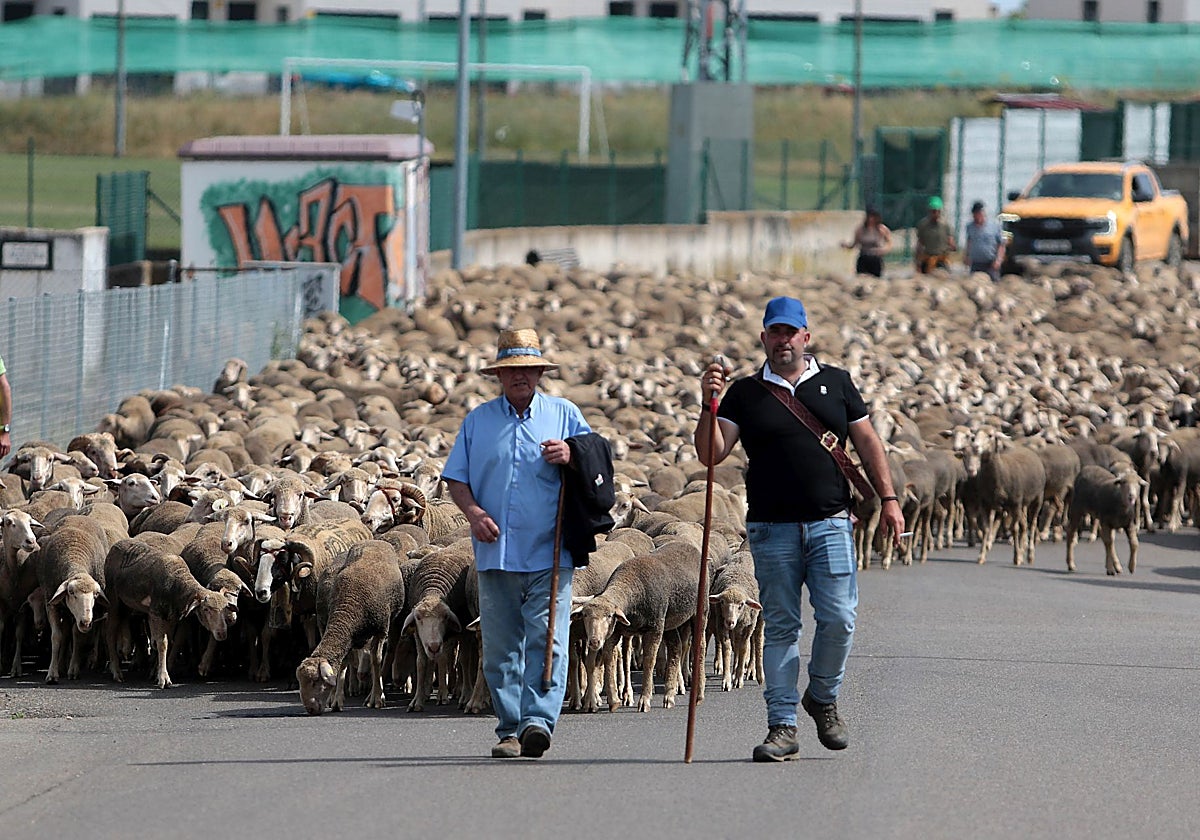 Un rebaño de 2.500 ovejas atraviesa León buscando pastizales al norte de la provincia
