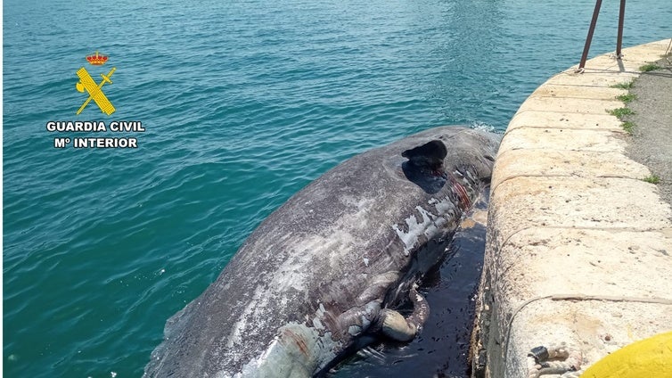 El vídeo del cachalote de diez metros rescatado muerto junto a la isla de Tabarca