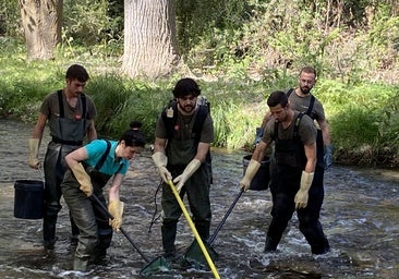La Patrulla de Fauna, al rescate de 400 barbos aislados en un arroyo madrileño
