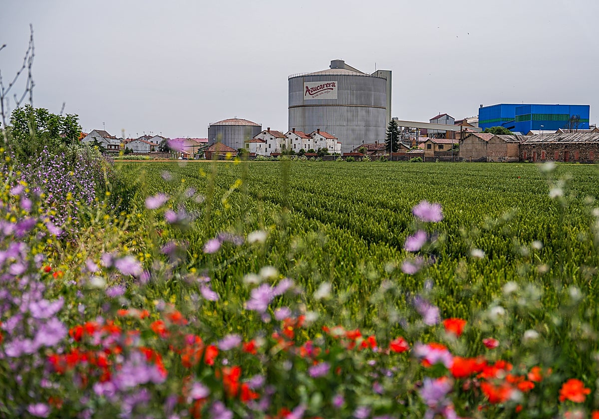 Desde hace casi un siglo, la azucarera forma parte del paisaje, la vida y la actividad económica de La Bañeza (León), donde todos coinciden en mostrar su rechazo al cierre de la factoría de AB Foods