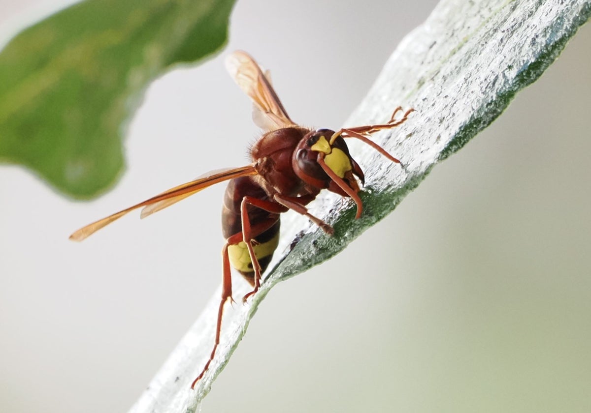 Una avispa oriental