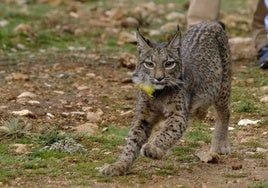 La Junta instalará vallas y sistemas luminosos para evitar atropellos de linces en la carretera de Almodóvar a Posadas