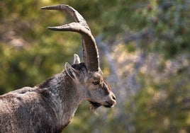 Madrid propone un reservorio de cabra montés en Guadarrama tras acabar con la superpoblación