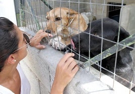 Sadeco lanza una campaña en redes sociales para evitar el abandono de mascotas este verano en Córdoba