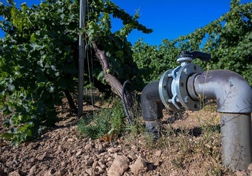 Los regantes esperan una campaña «casi» normal por la mejoría de los embalses