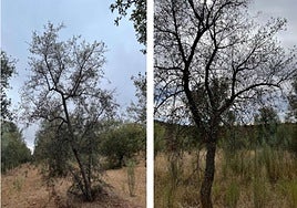 La enfermedad de las encinas ya tiene cura