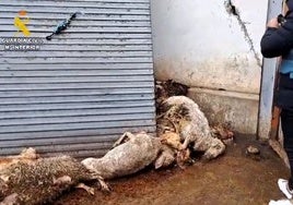 Año y medio de prisión para el ganadero de Renedo (Valladolid) que tenía animales muertos devorados por ratas y otros con sarna