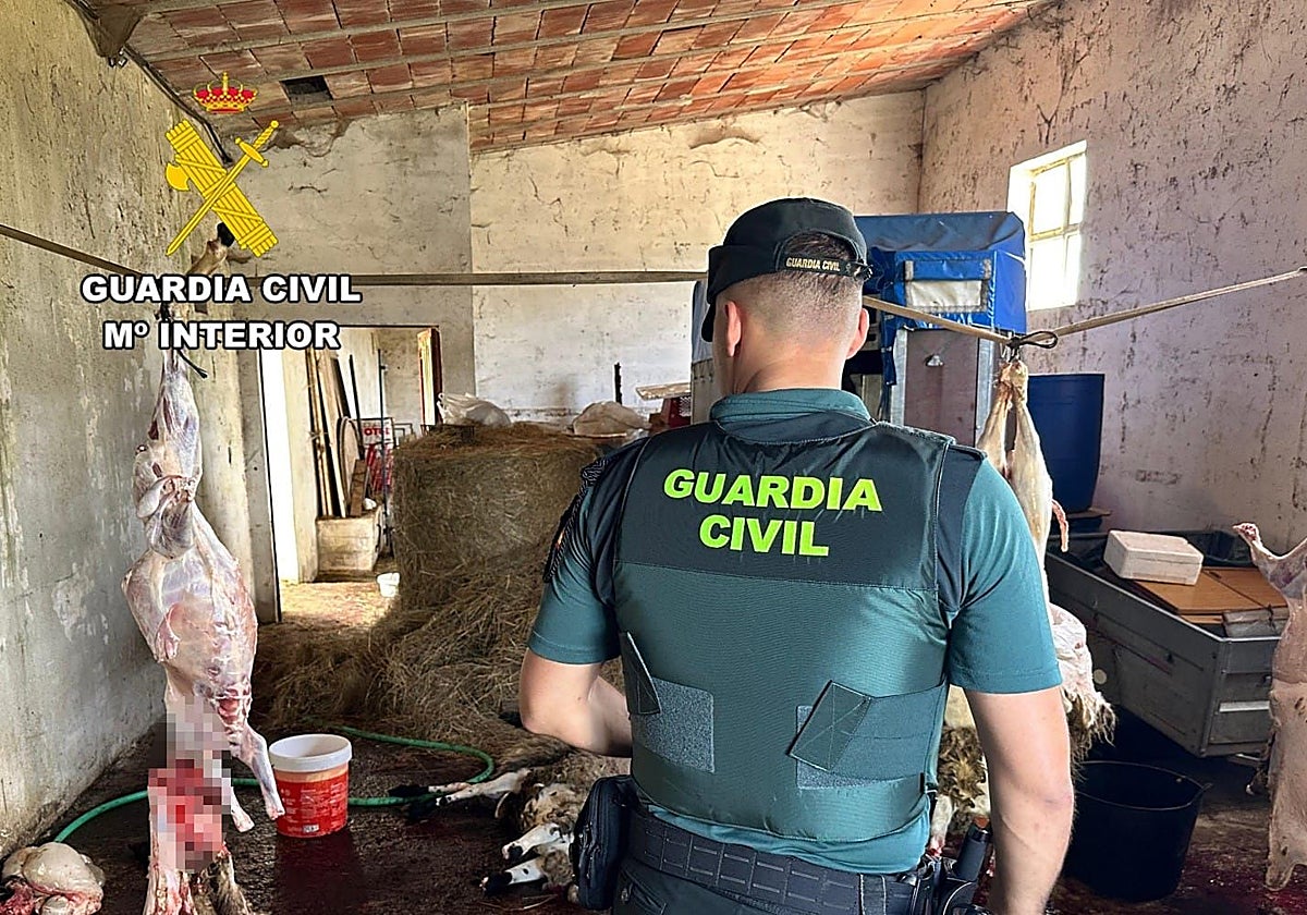 Desmantelan tres mataderos ilegales de corderos en Burgos: al aire, sin control sanitario ni licencias