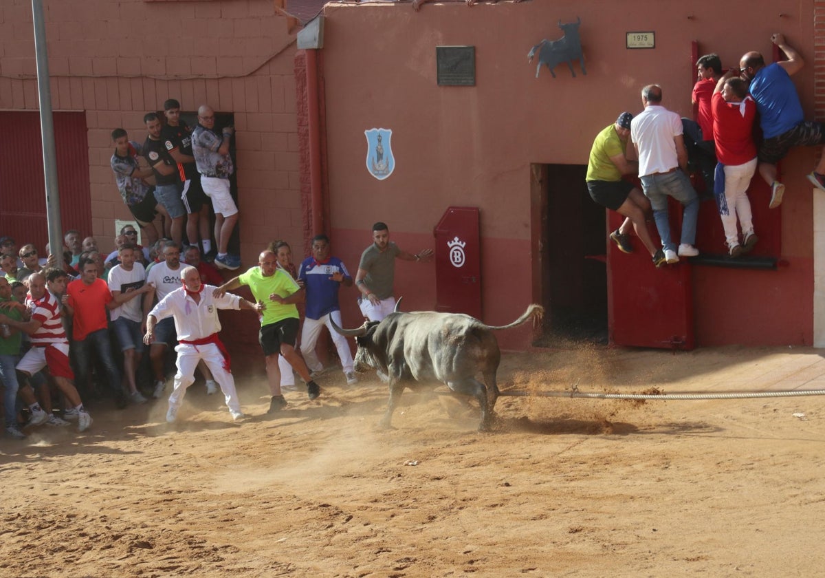El primer victorino enmaromado decepciona en Benavente y cubre solo un tercio del recorrido