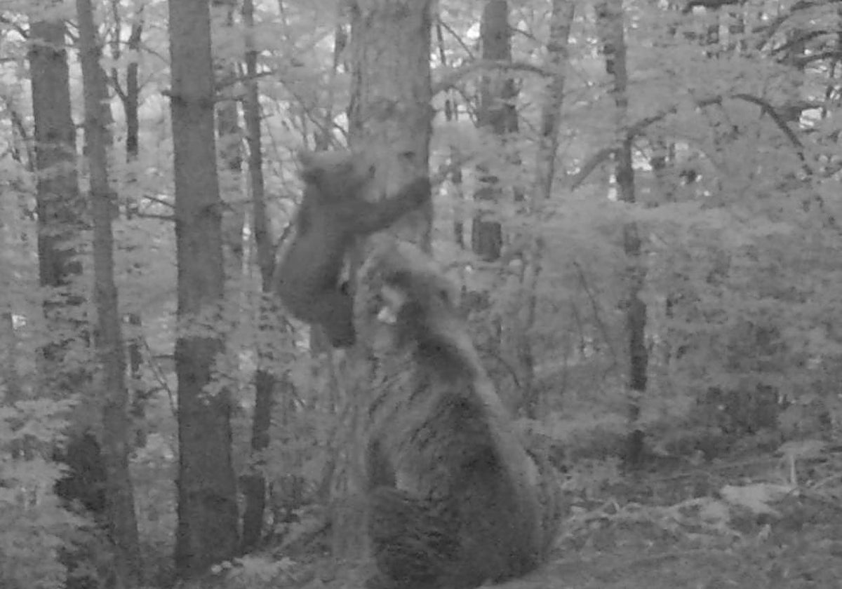 Imagen extraída de un vídeo de las cámaras de fototrampeo en la que se ve a Claverina y a su osezno