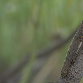 El volcán de La Palma descubre a una especie única y resistente a las erupciones