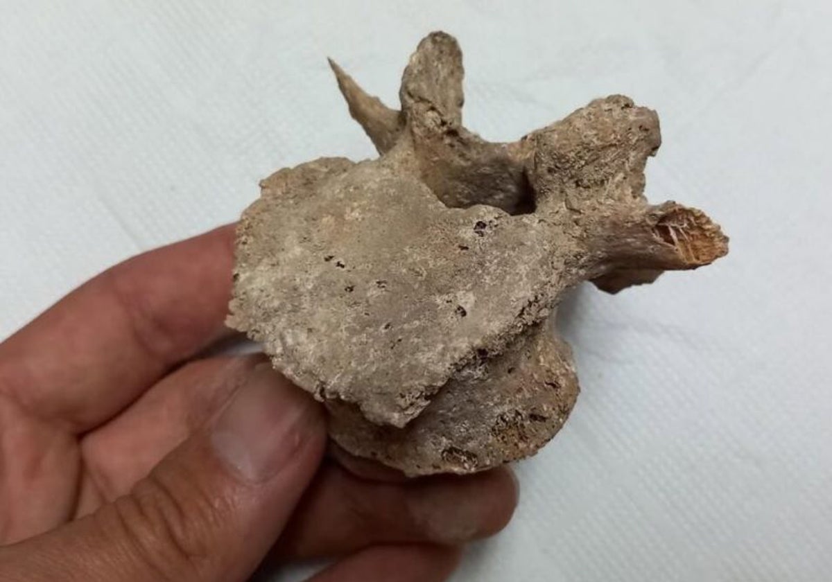 Nueva campaña de excavaciones en la Cueva de Pepe Roque de Carcelén