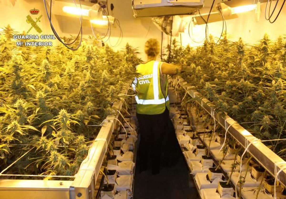 Plantación de marihuana