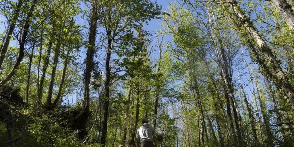 El Gobierno destina 3,2 millones de euros a Castilla-La Mancha para restaurar masas forestales en decaimiento o con riesgo de desertificación