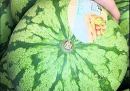 Enseña el truco para elegir una buena sandía en el supermercado: «Tener padres andaluces tiene esta ventaja»