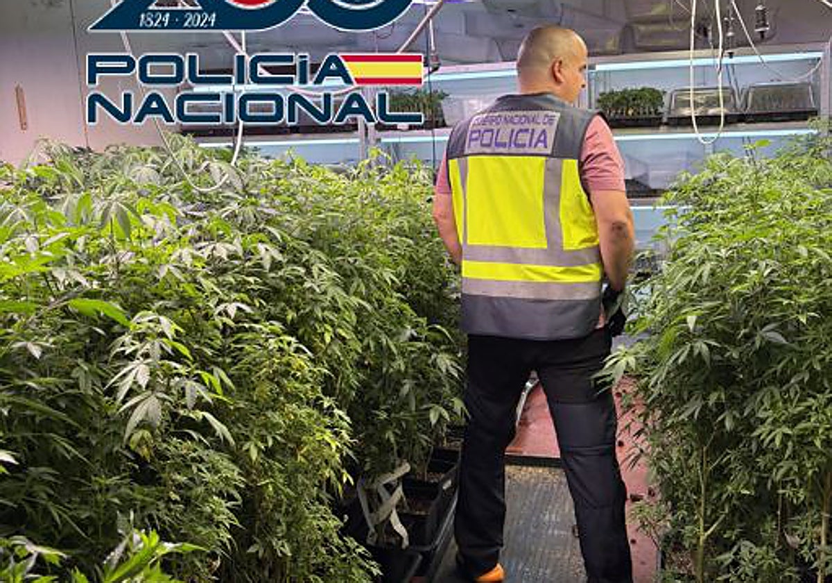 Plantas-madre de marihuana, cultivadas para obtener esquejes