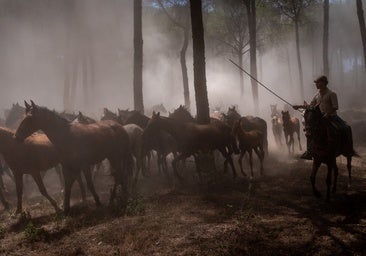 Saca de las yeguas en Doñana
