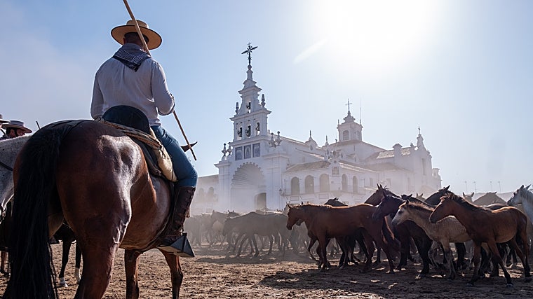 Paso de las reses por la aldea del Rocío
