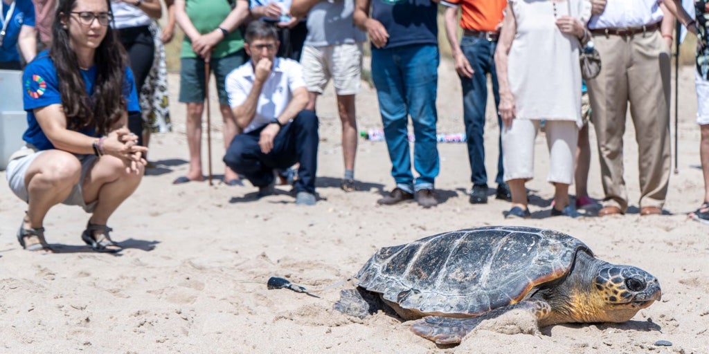Más de 80 municipios costeros españoles se unen este verano para salvar tortugas marinas