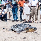 Más de 80 municipios costeros españoles se unen este verano para salvar tortugas marinas