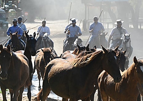 Imagen secundaria 1 - Doñana revive la ancestral &#039;Saca de Yeguas&#039;, un rito que une tradición, cultura y turismo