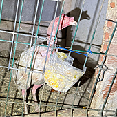 Sin ojos, crestas mutiladas y comida podrida: el deplorable estado de nueve gallos de pelea salvados en Valencia