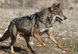 El nuevo censo del lobo contabiliza un aumento de 36 manadas, pero el Gobierno insiste en que su situación es «desfavorable»