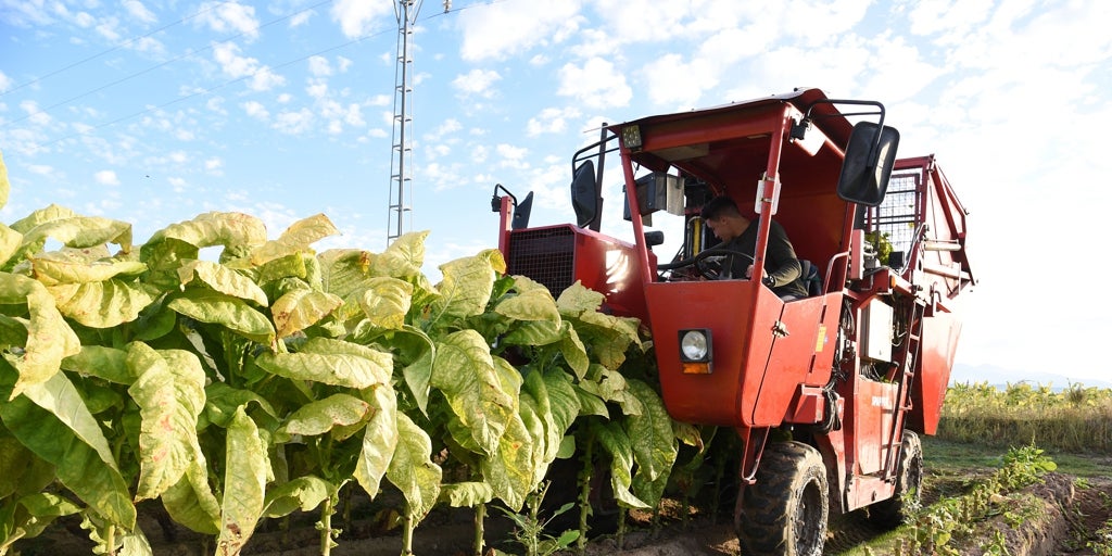España produce el 20% de la hoja de tabaco de toda la Unión Europea