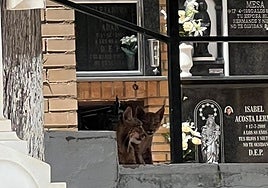 Los linces hacen de un cementerio de Jaén su casa