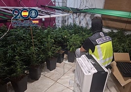 Gran despliegue policial para desmantelar una red de plantaciones de marihuana indoor en Aldaia