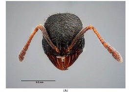 La Universidad de Córdoba identifica dos hormigas desconocidas en la Península Ibérica