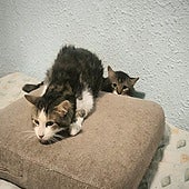 Retiran a una mujer 17 de los 22 gatos que tenía en casa: ya le quitaron otros 40