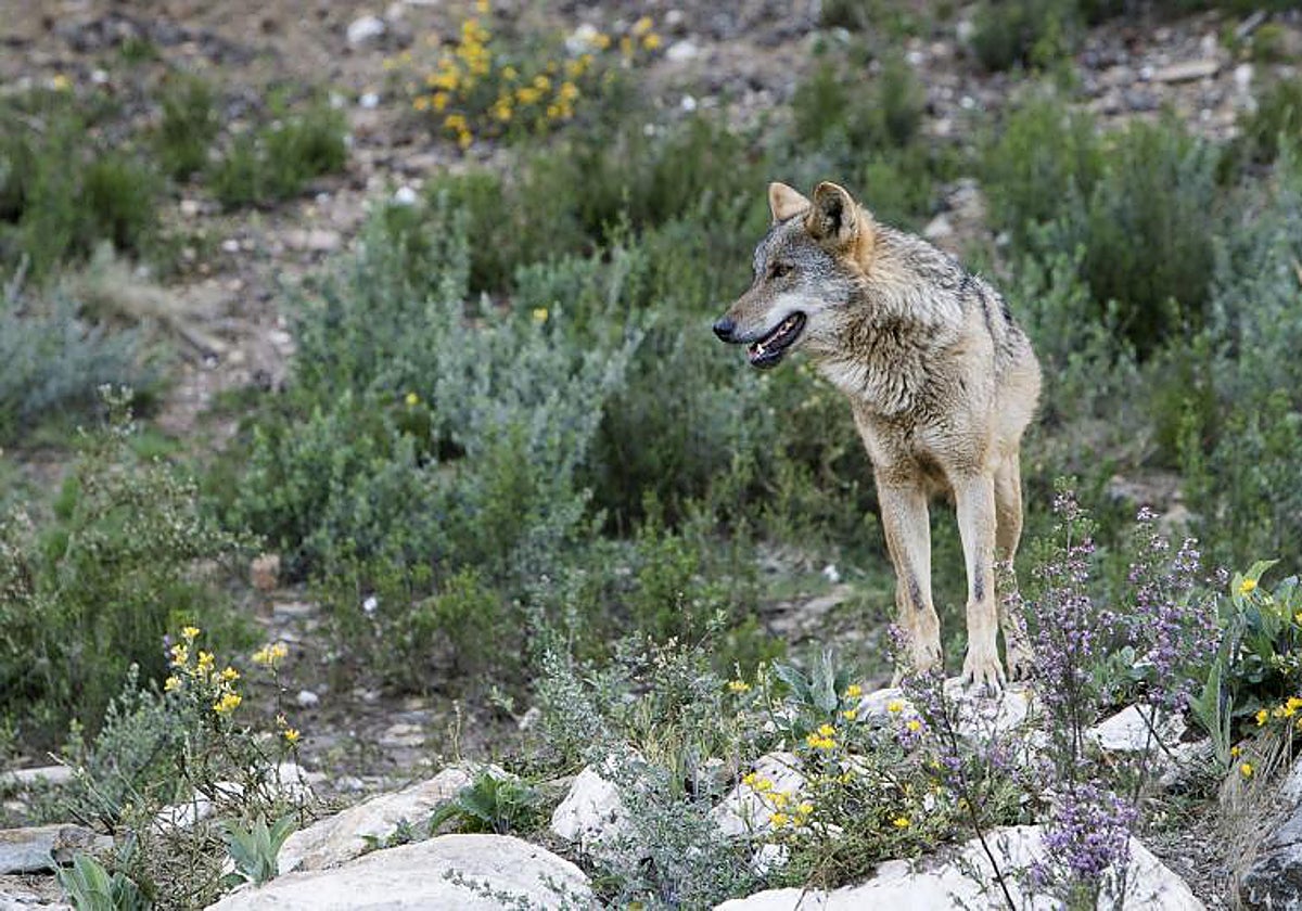 Las manadas de lobos han aumentado en Castilla y León