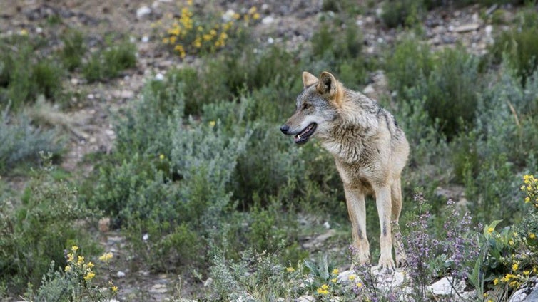 El CES plantea controles poblacionales del lobo «para evitar la insostenible presión» sobre la ganadería