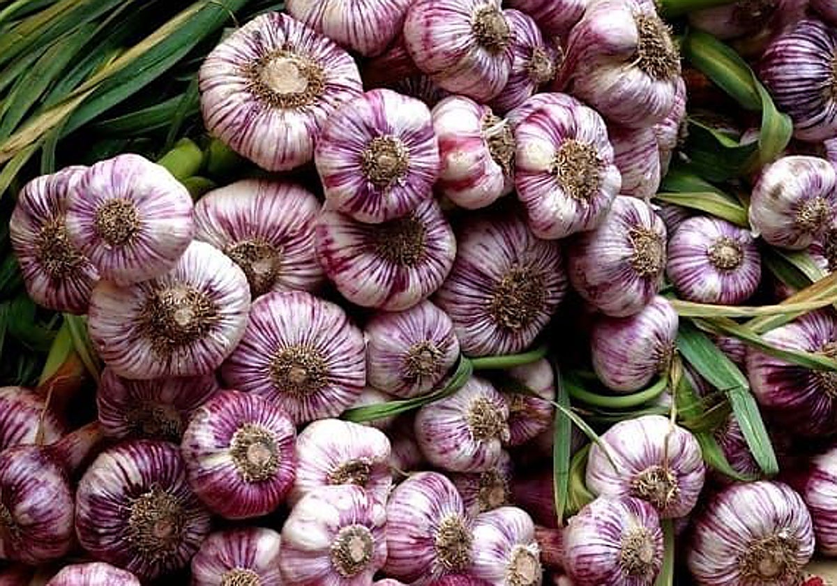 La Asociación de Productores de Ajos denuncia una oleada de robos por la noche en Albacete y Cuenca