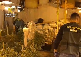 Un detenido tras desmantelar una plantación de marihuana 'indoor' de 400 plantas en Chinchilla