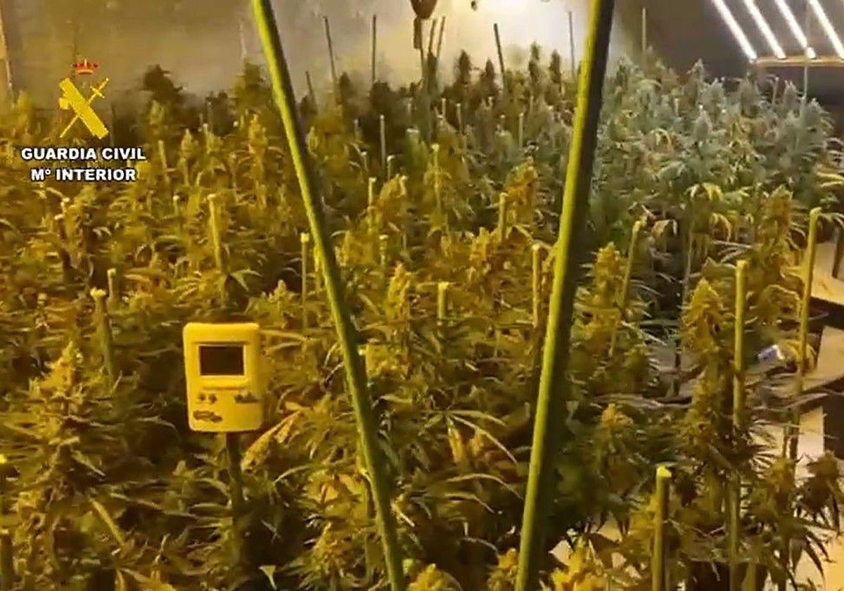 Se han incautado 400 plantas grandes de marihuana con floración y 10 kilos de cogollos de marihuana