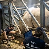 Bioparc Valencia anuncia el esperanzador embarazo de una rinoceronta