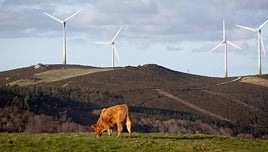 Denuncian a un feriante por violar a una vaca en Lugo