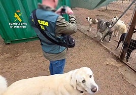 Investigan a la responsable de una protectora y a dos veterinarios por maltrato animal, apropiación indebida y amenazas