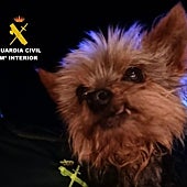 Imagen - Lucas marcó un camino en el arcén hasta el lugar donde había caído su dueño, que sufría varios politraumatismos